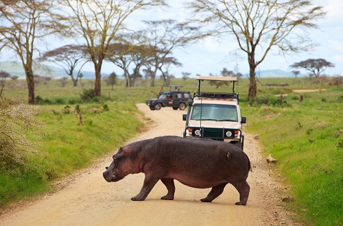 1 day Tanzania safari to Lake Manyara