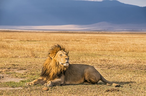 4 days Tanzania safari to Tarangire, Serengeti, and Ngorongoro for 2024 and 2025