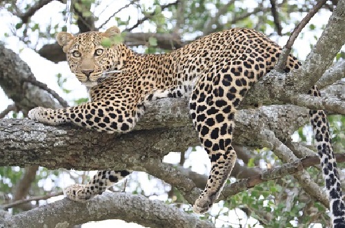 5 days Tanzania safari to Tarangire, Serengeti, Ngorongoro, and Manyara for 2024 and 2025