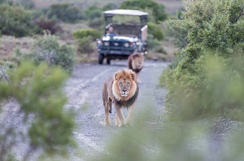 3 days Tanzania big 5 safari to Tarangire, Ngorongoro, and Manyara