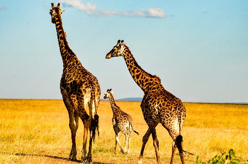 2 days Tanzania budget camping safari to Tarangire and Ngorongoro