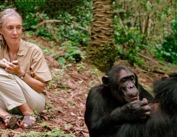 Jane Goodall: Revolutionizing Our Understanding of Chimpanzees