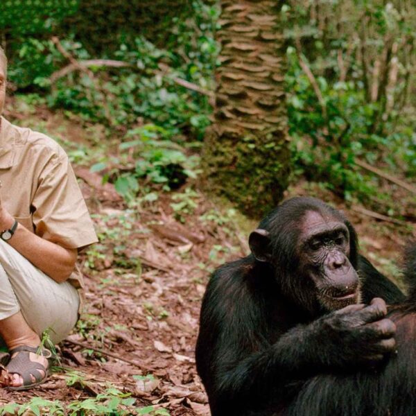 Jane Goodall: Revolutionizing Our Understanding of Chimpanzees