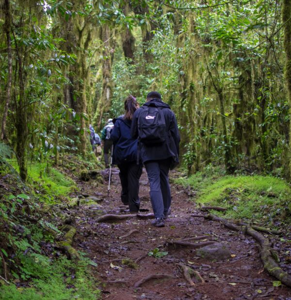 8-Day The Ultimate Kilimanjaro Trek Machame Route Challenge