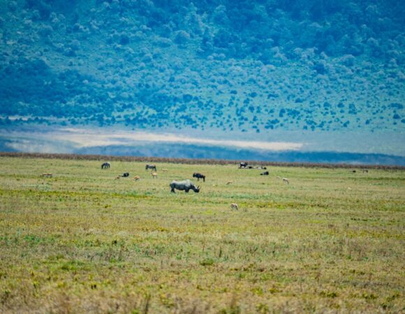 2-Days Safari to Tarangire & Ngorongoro with Ngare Lodge Accommodation