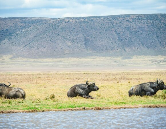 Ngorongoro Crater Day Trip – Discover Tanzania's Wildlife Paradise