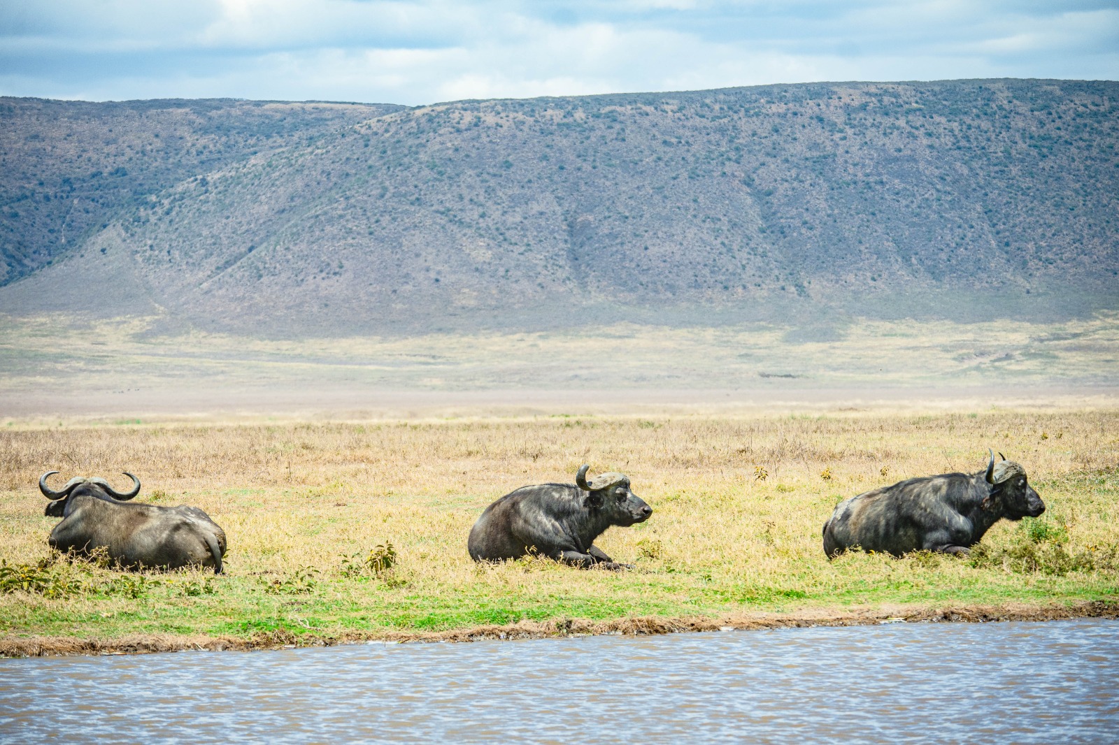 Ngorongoro Crater Day Trip – Discover Tanzania's Wildlife Paradise