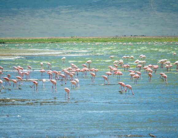 Lake Manyara Day Trip – Unforgettable Safari Adventure