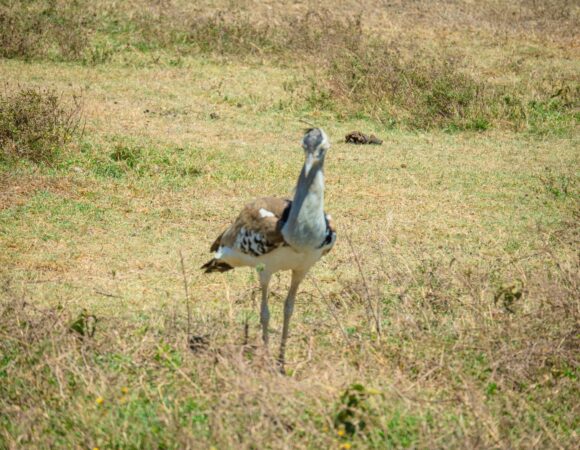 7-Days Best Midrange Accommodations Tanzania Safari