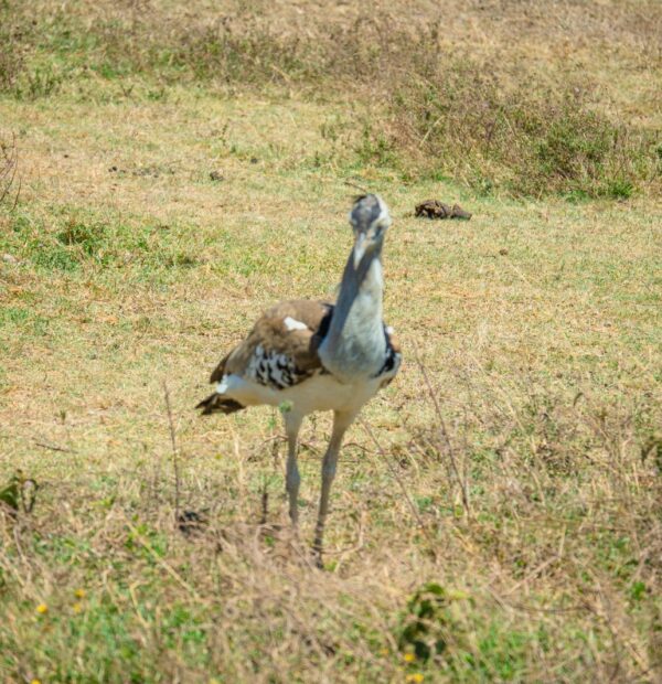 7 Days Best Midrange Accommodations Tanzania Safari