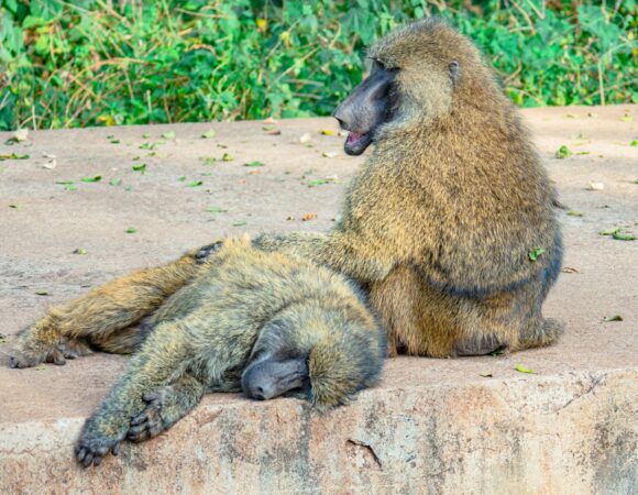 4-Day Group Joining safari with Serengeti Wildlife Safaris