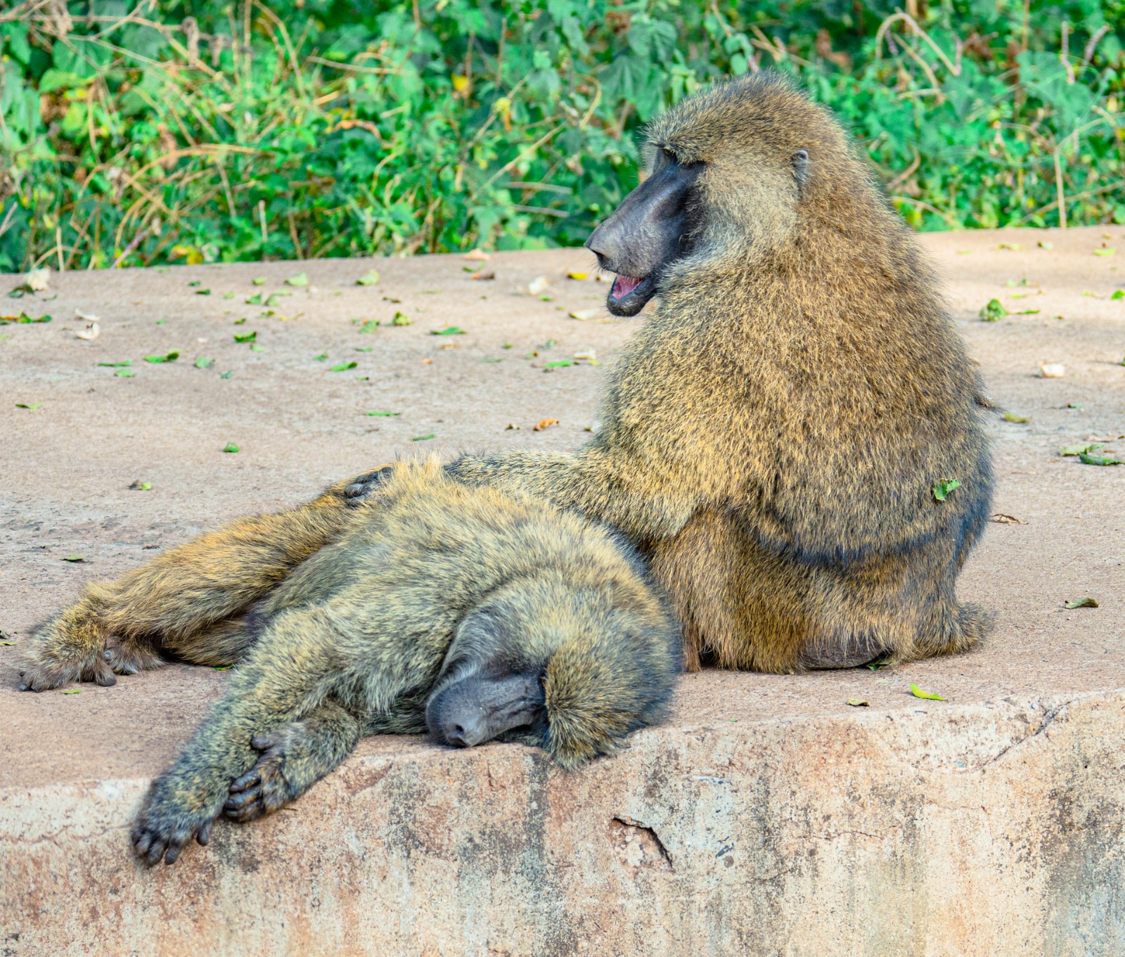 4-Day Group Joining safari with Serengeti Wildlife Safaris