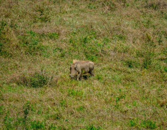 2-Days Safari With Kilimanjaro Day Trip And Tarangire Game Drive