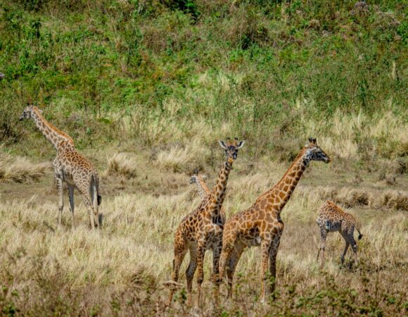 6-Day Luxury Safari in Tanzania