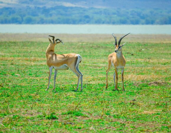 5-Day Ultimate Serengeti Midrange Safari Fly from Zanzibar to Serengeti