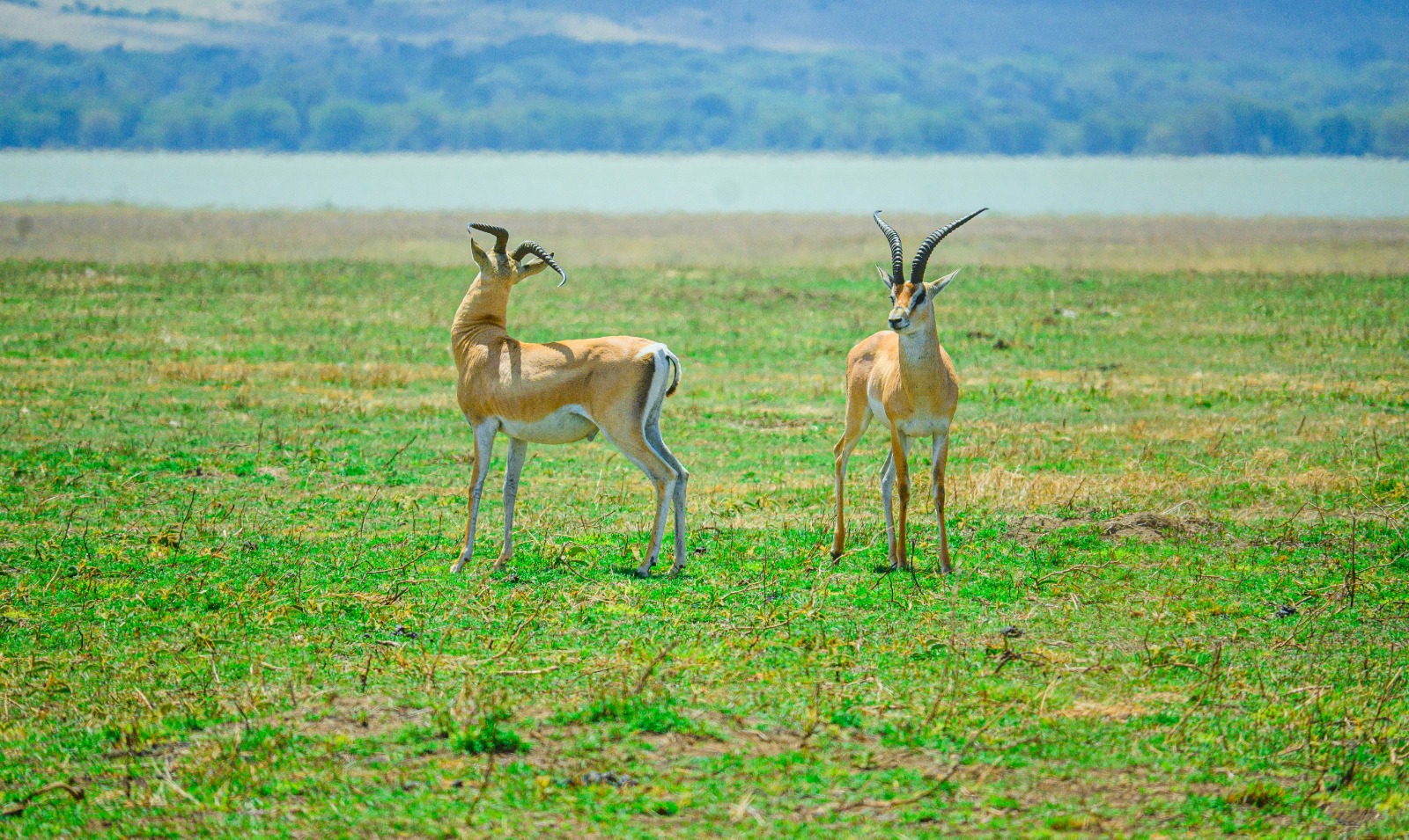 5-Day Ultimate Serengeti Midrange Safari Fly from Zanzibar to Serengeti