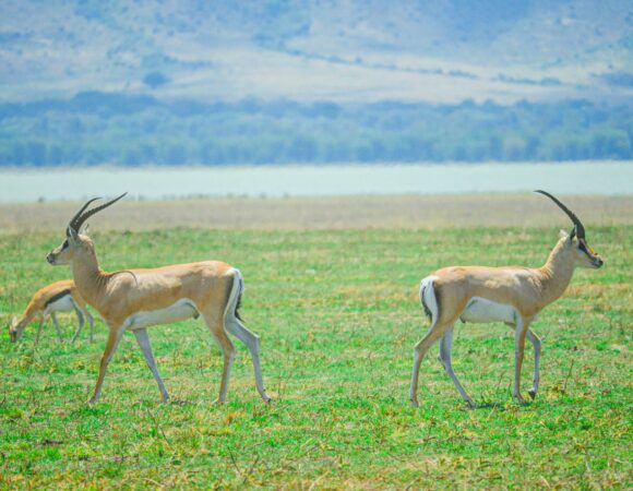 10-Days Tanzania Specialist Safari