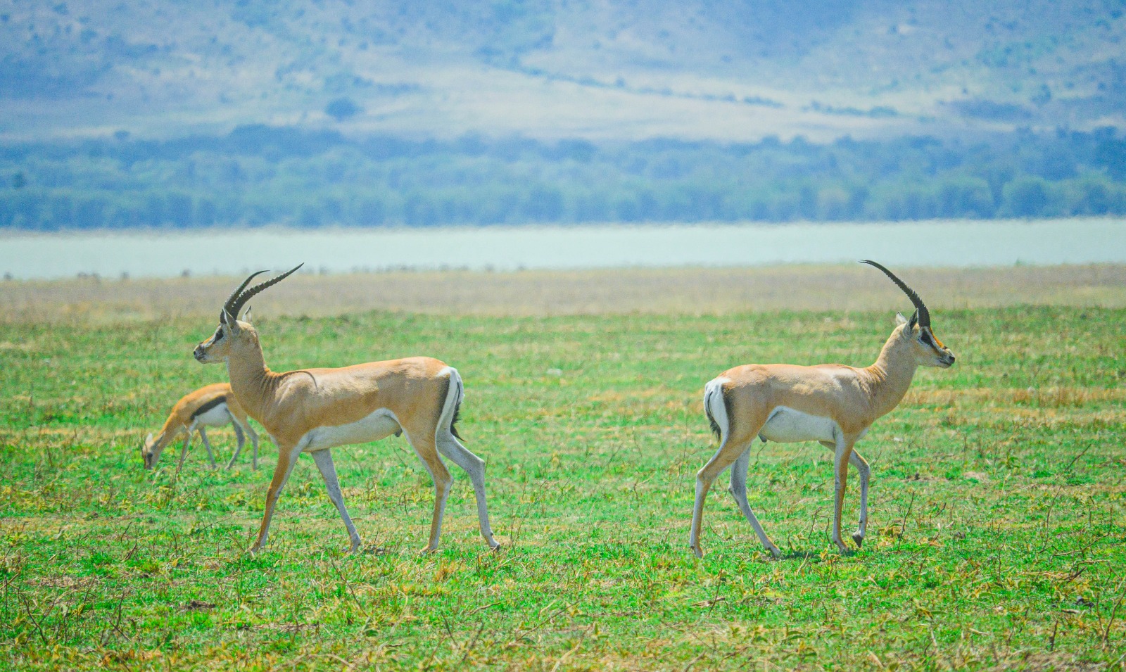 10 Days Tanzania Specialist Safari