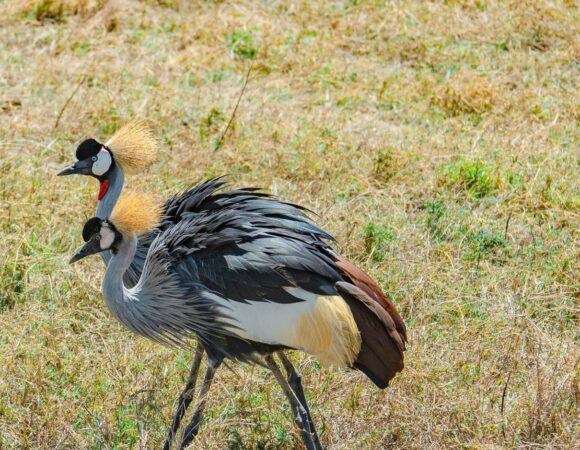 4 Days Fly-In Ultimate Serengeti Safari from Zanzibar