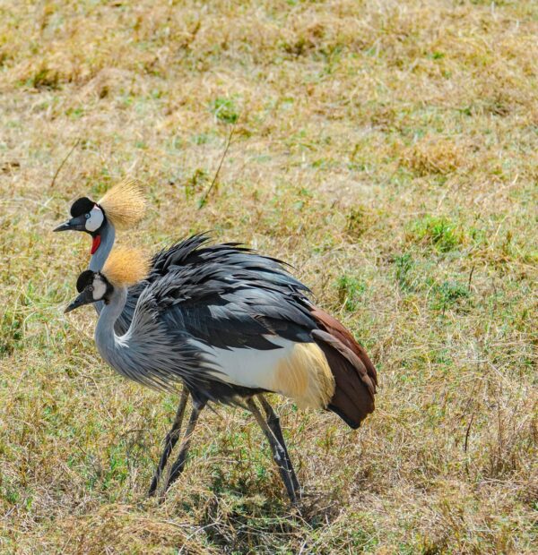 4 Days Fly-In Ultimate Serengeti Safari from Zanzibar