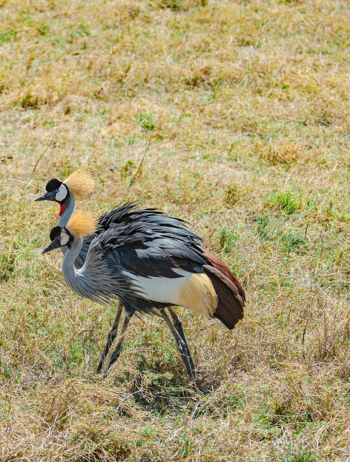 3-Day Budgeted Group Joining Safari