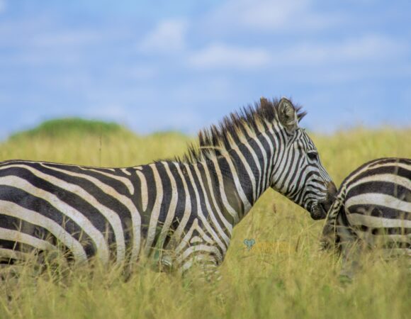 4-Day Luxury Safari in Tanzania - Luxury Safari