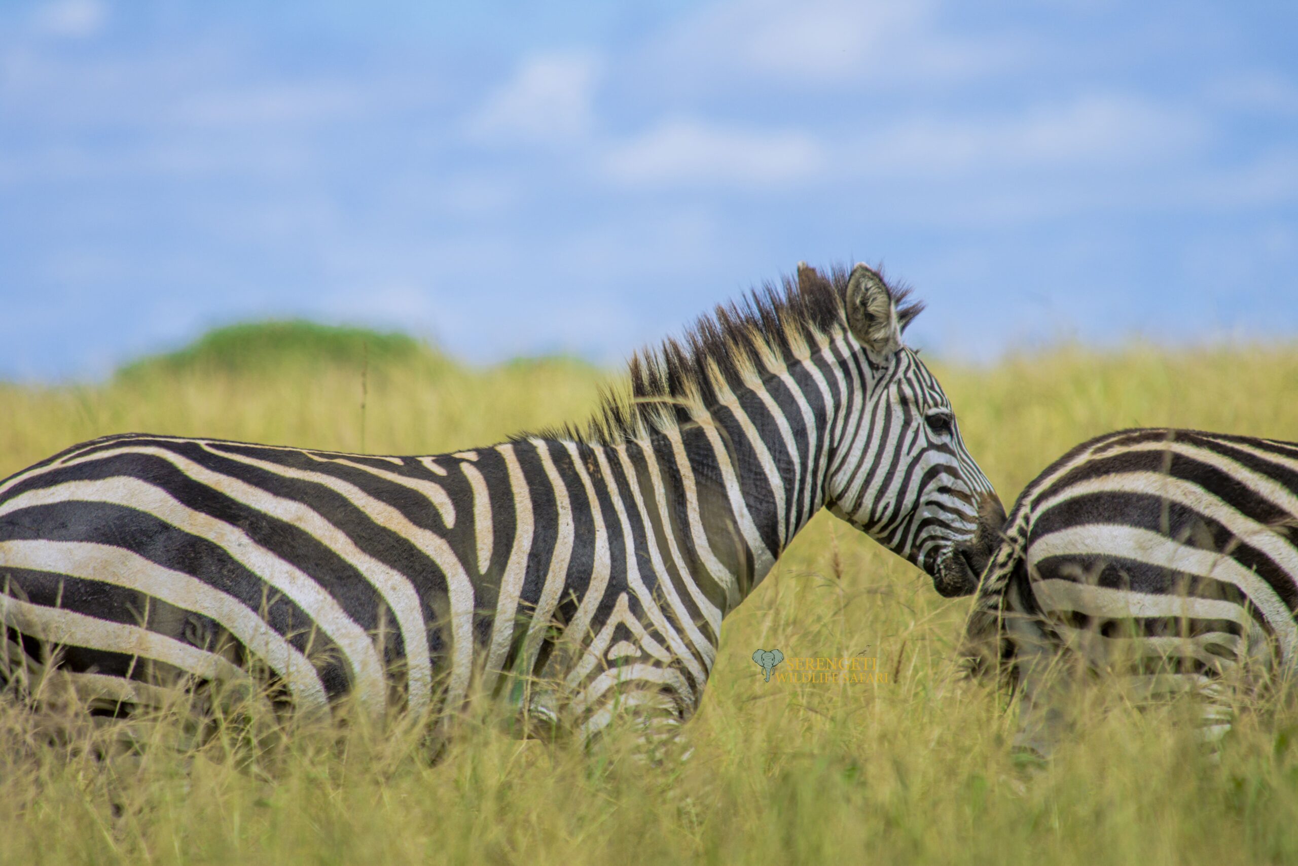 4-Day Luxury Safari in Tanzania - Luxury Safari