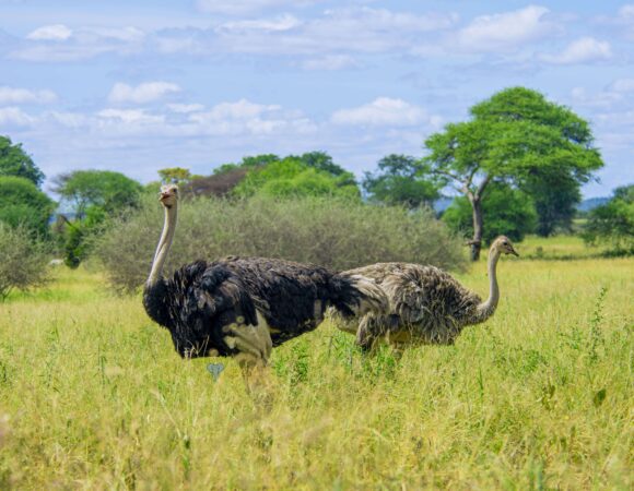 5-Day Ultimate Serengeti Midrange Safari