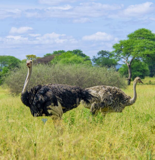 5-Day Ultimate Serengeti Midrange Safari