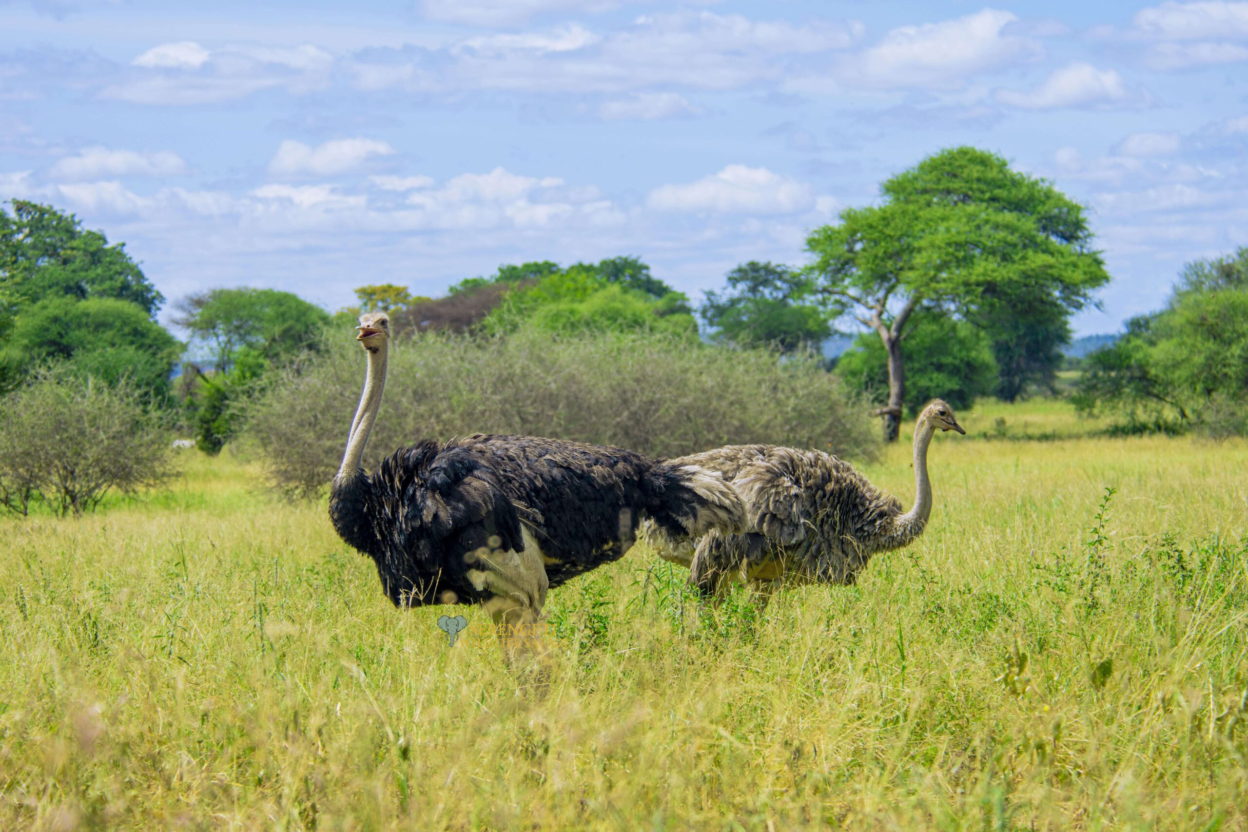 5-Day Ultimate Serengeti Midrange Safari