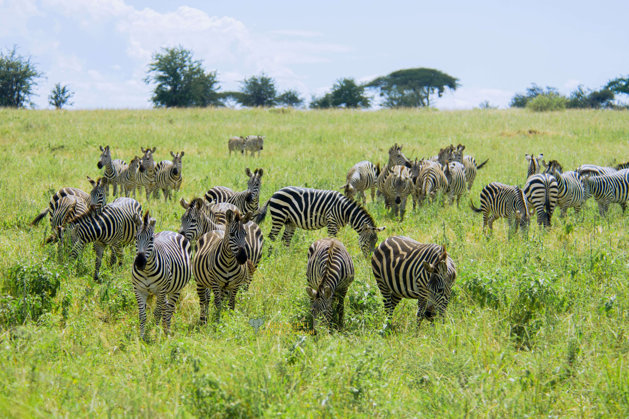 Serengeti