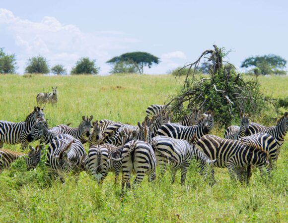 7-Day Luxury Tanzania Wildlife Safaris