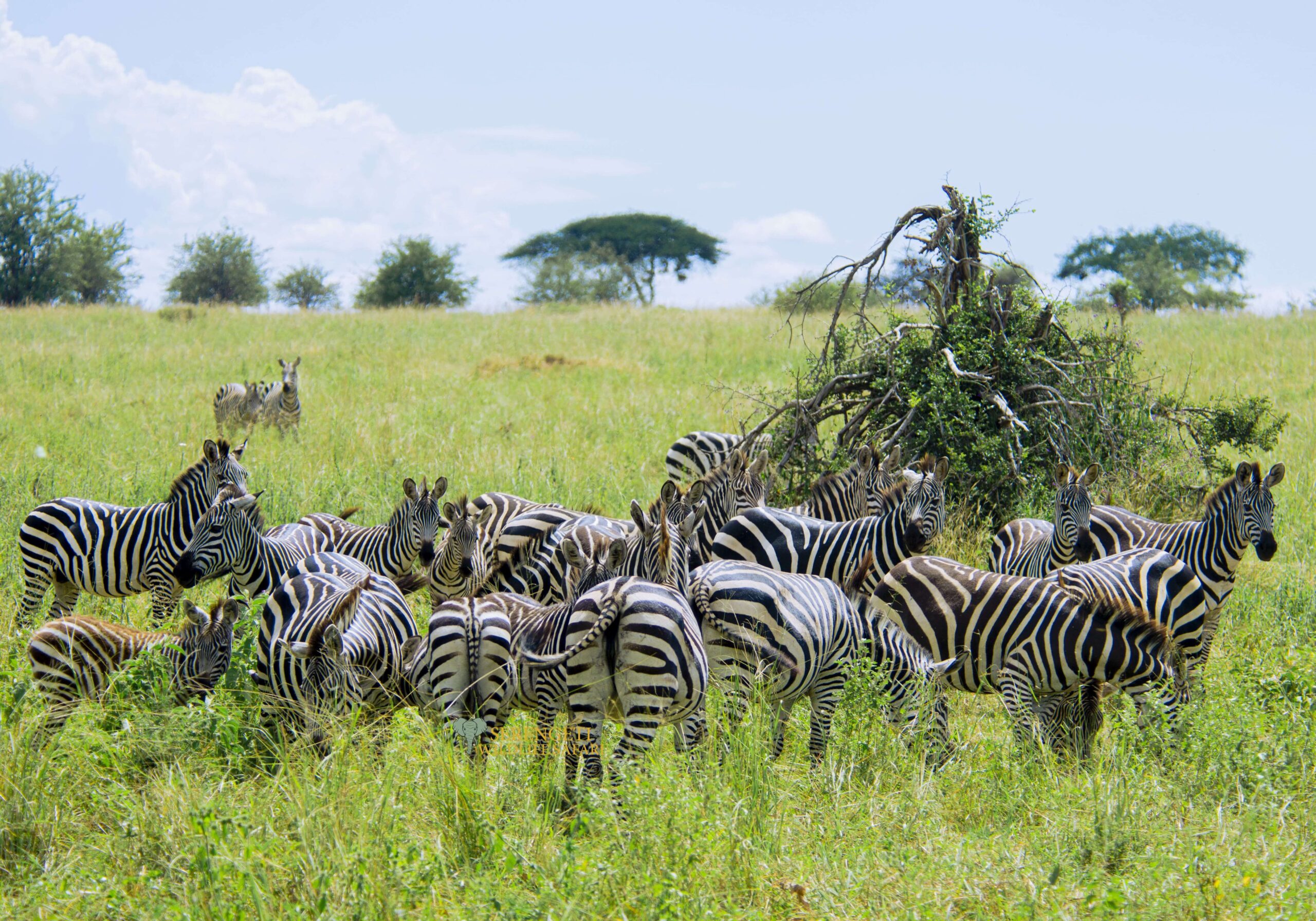 7-Day Luxury Tanzania Wildlife Safaris