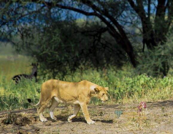 6 Days Luxury Lion King Safari