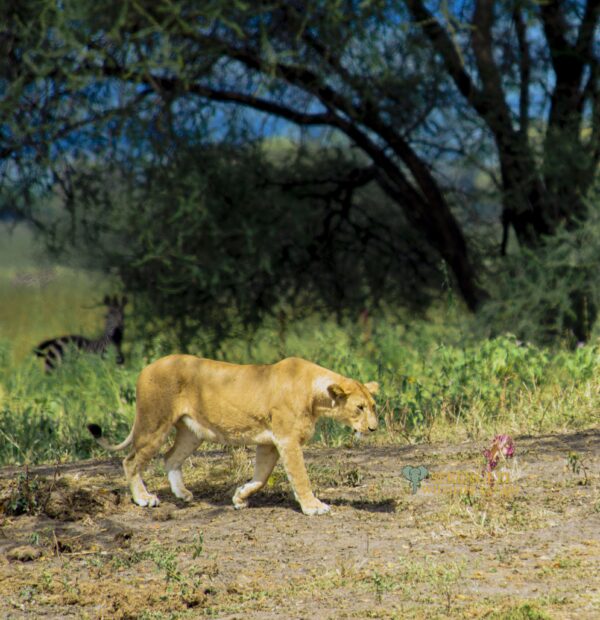 6 Days Luxury Lion King Safari