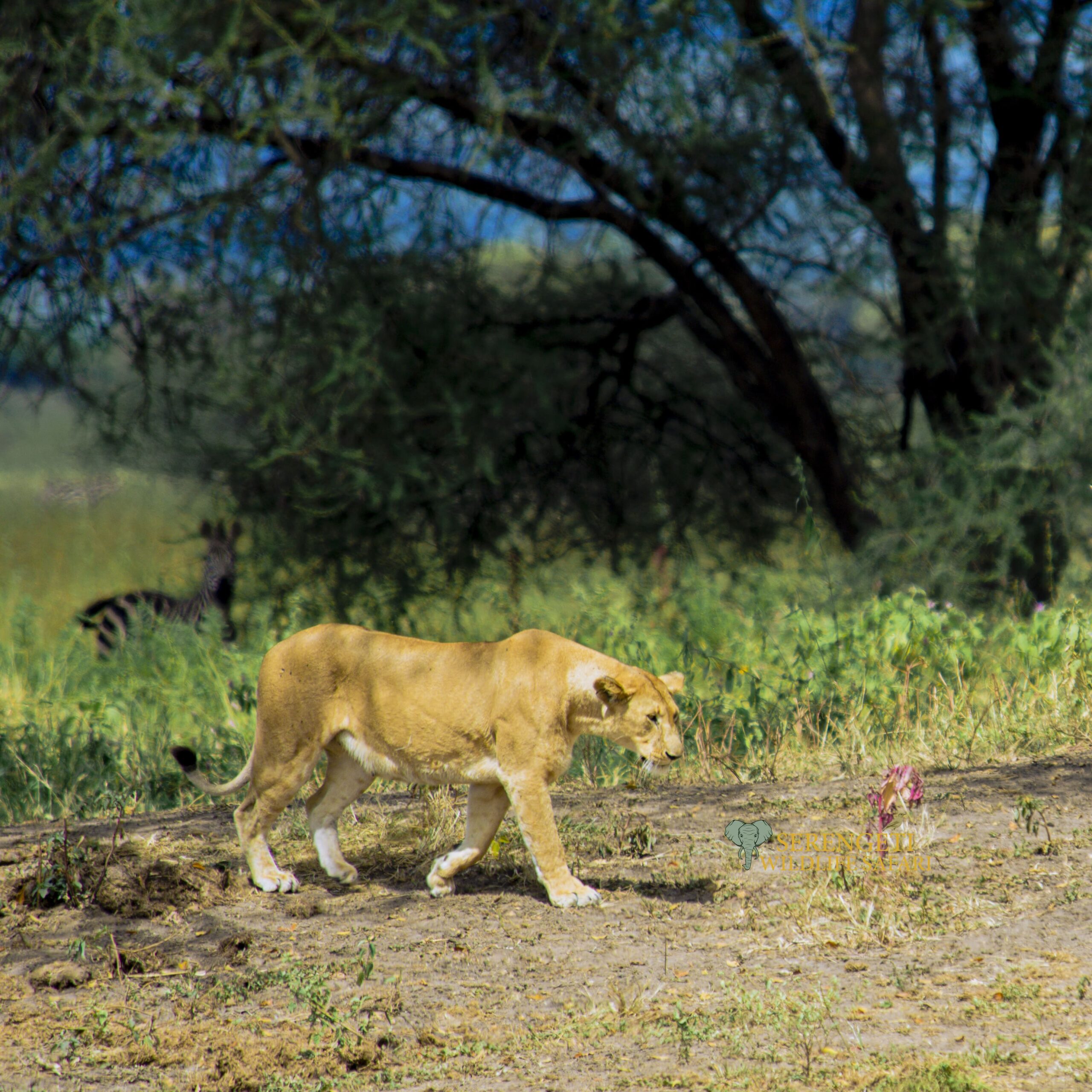 6 Days Luxury Lion King Safari