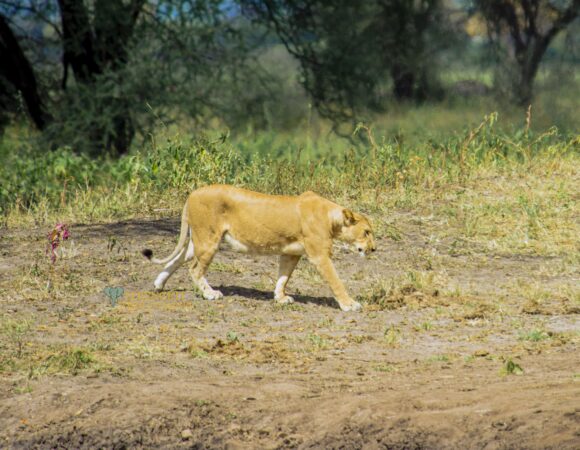 6-Day Midrange trip with Serengeti Wildlife Safaris