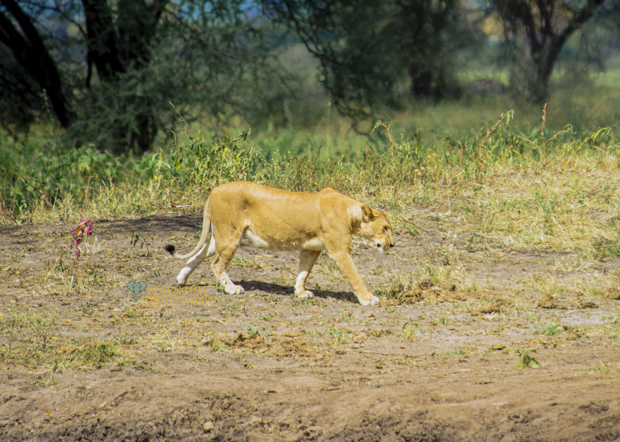 6-Day Midrange trip with Serengeti Wildlife Safaris