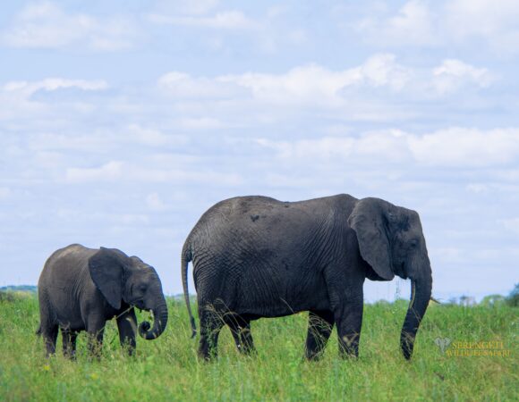 2-Days Safari to Tarangire & Ngorongoro