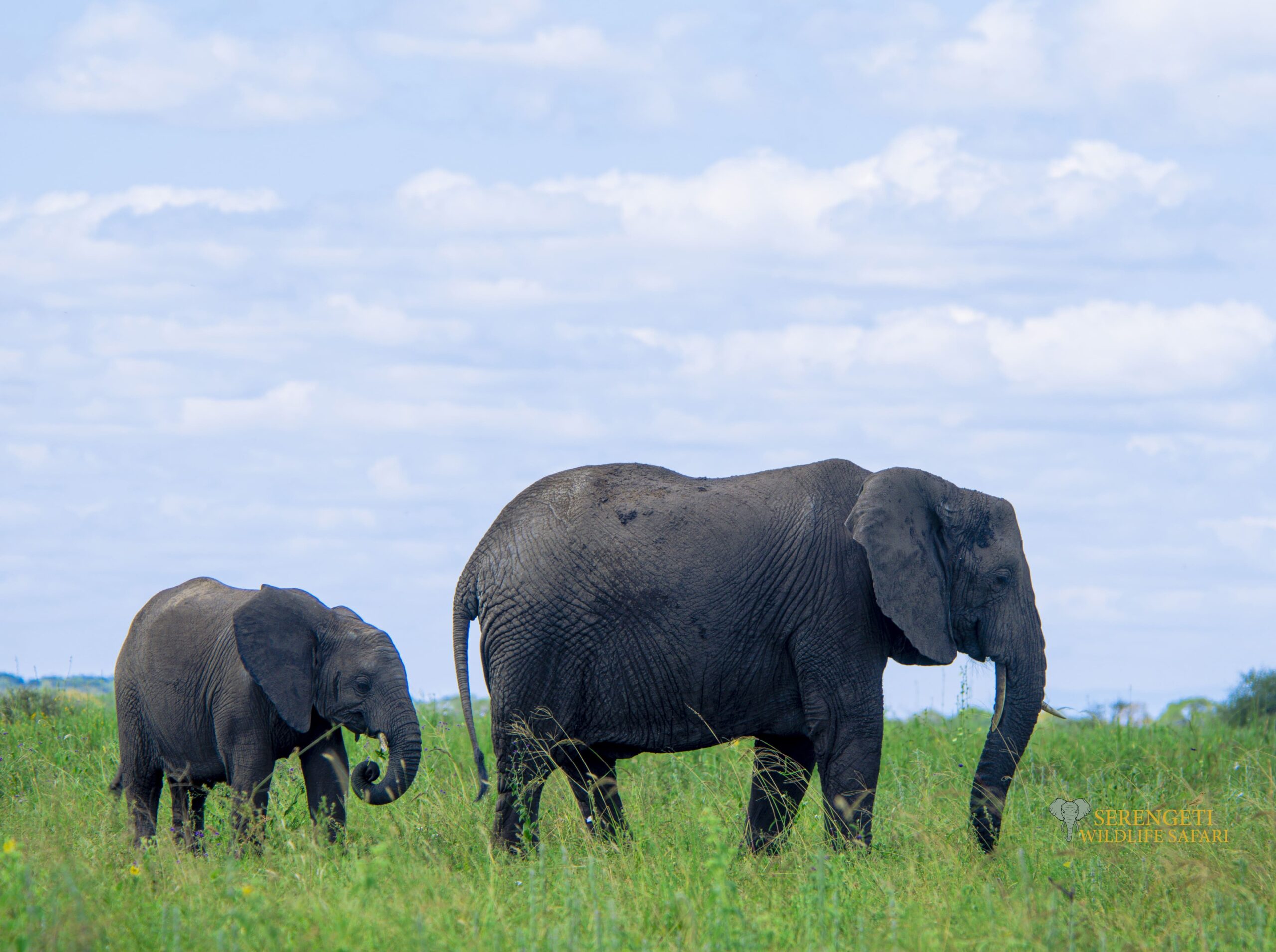 Ngorongoro Conservation Area