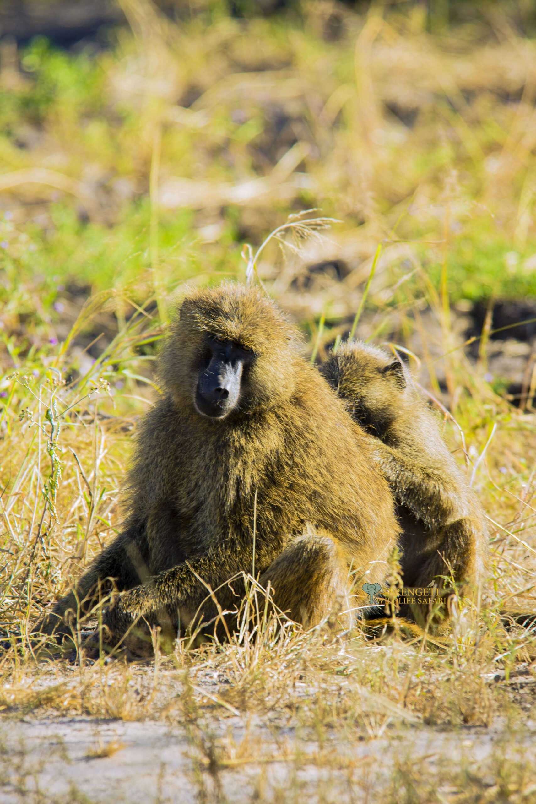 Manyara