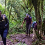 Mount Kilimanjaro’s Best Guides Meet the Experts Behind Serengeti Wildlife Safaris