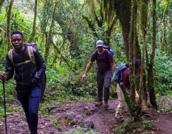 Mount Kilimanjaro’s Best Guides: Meet the Experts Behind Serengeti Wildlife Safaris in 2025/2026