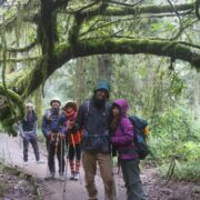 The Dedicated Kilimanjaro Crew Ensuring Your Success with Serengeti Wildlife Safaris