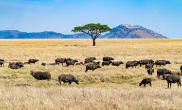 3 day joining safari buffalo