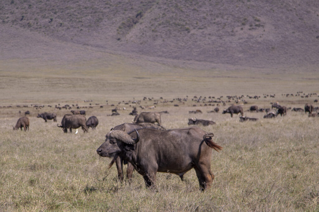 4-Day Serengeti Fly-In Safari