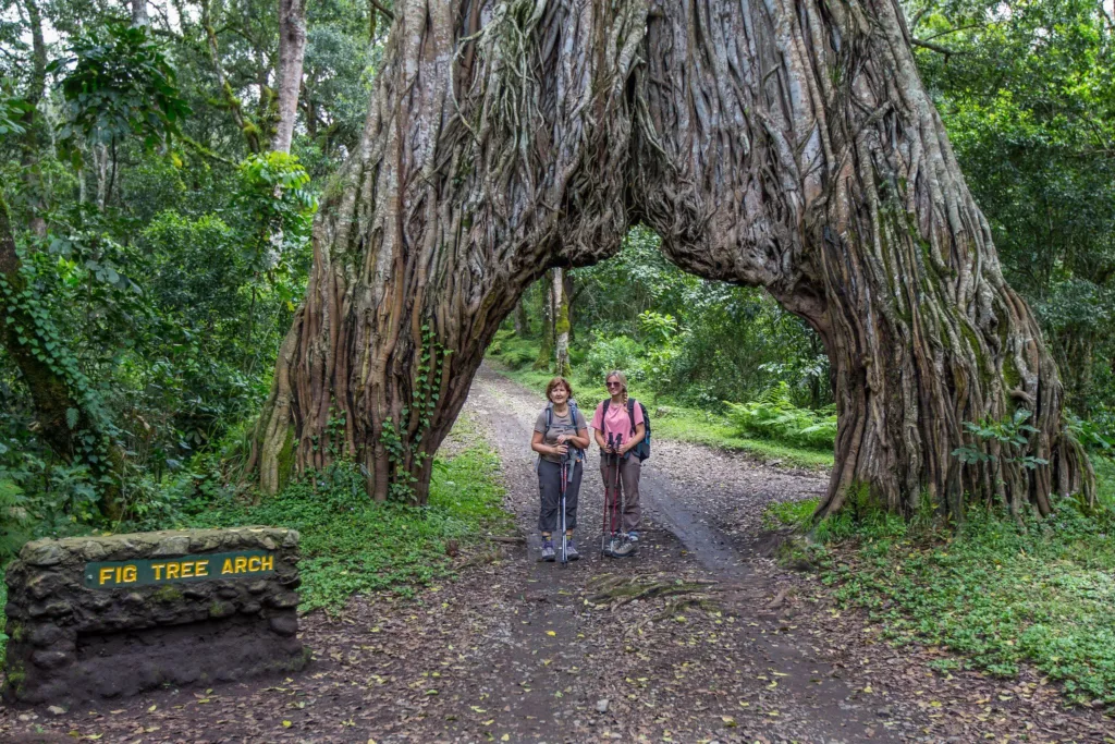 Serengeti wildlife safari 8-day great migration luxury safari Tree Arch