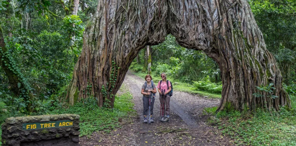 Serengeti wildlife safari 8-day great migration luxury safari Tree Arch