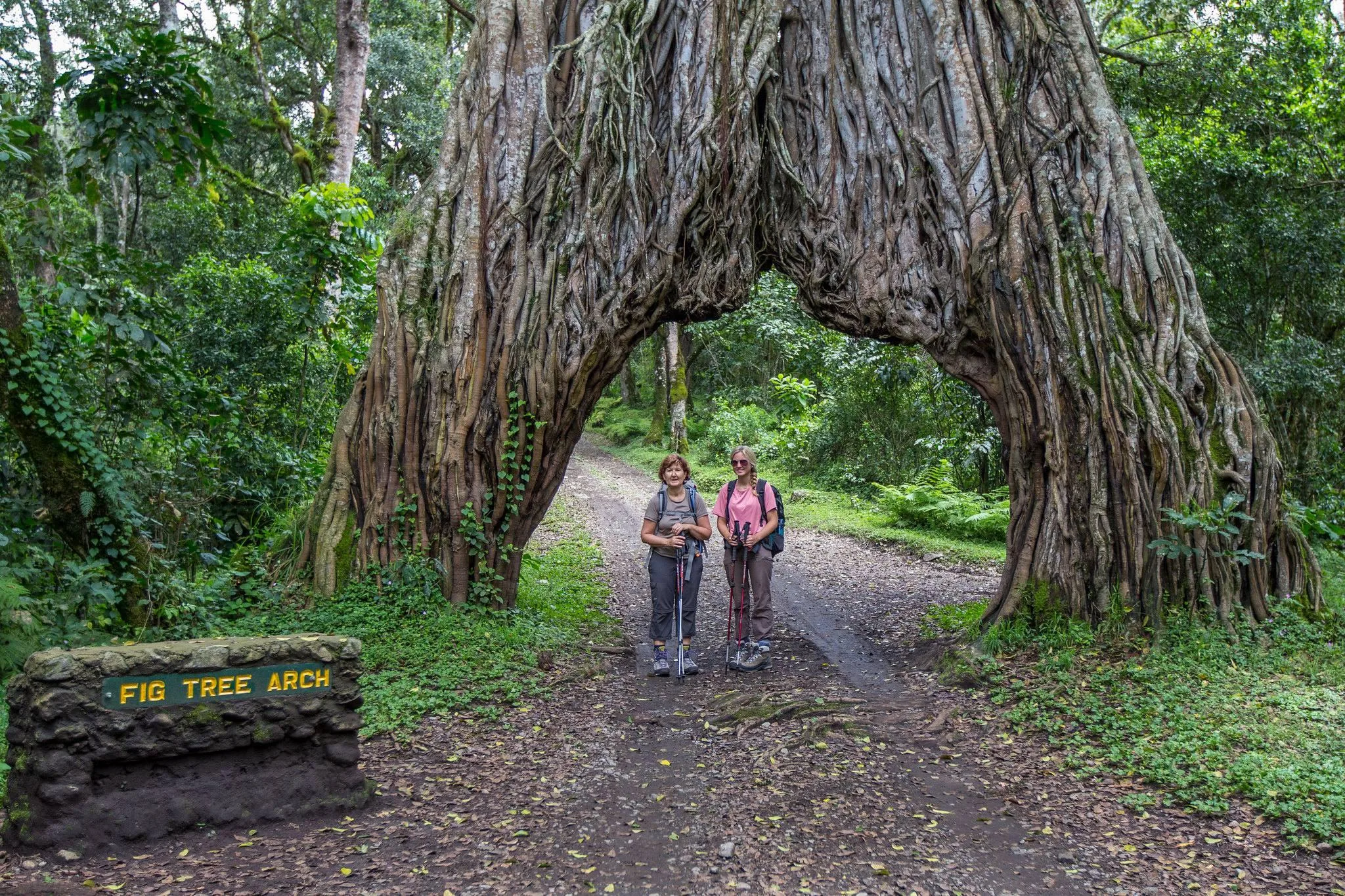 Serengeti wildlife safari 8-day great migration luxury safari Tree Arch