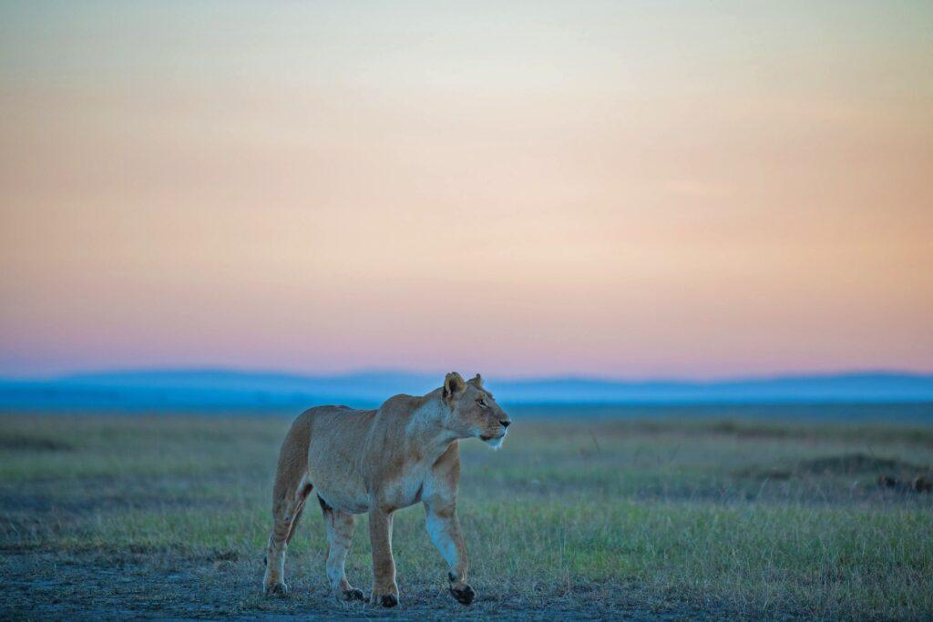 3 day joining safari